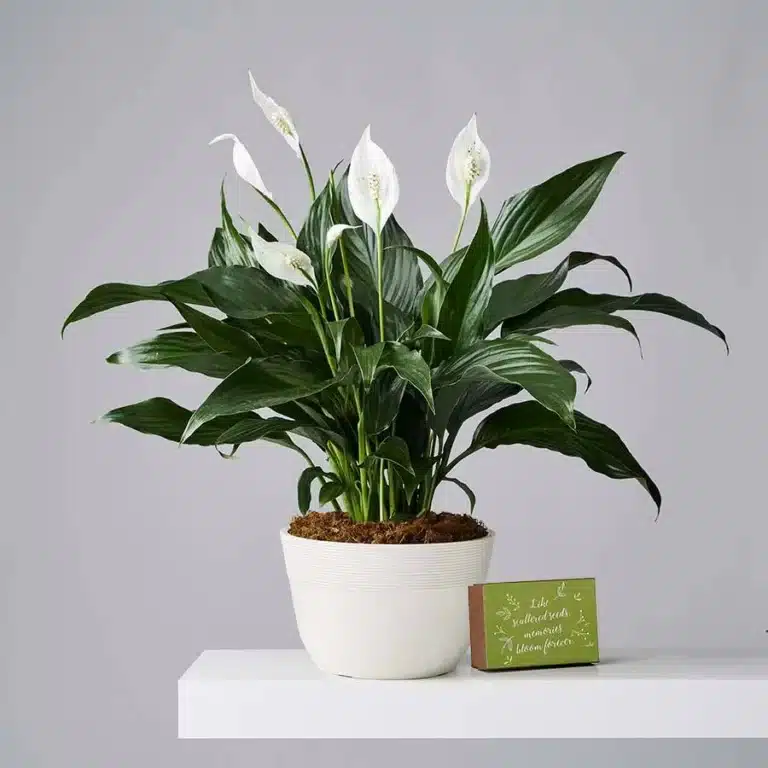 peace lily