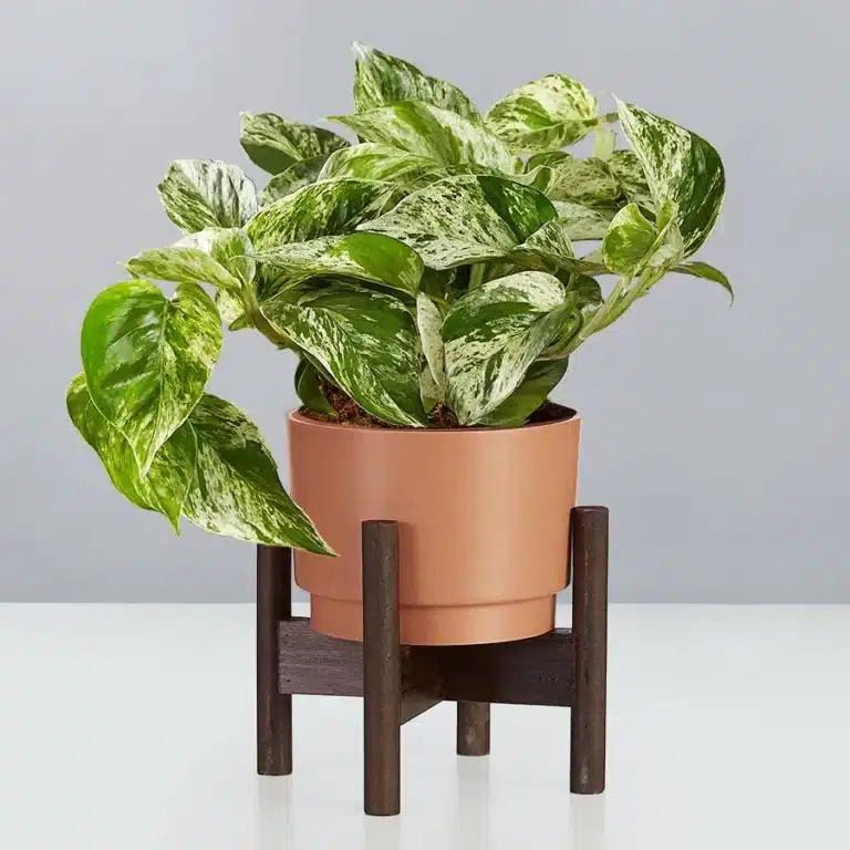 pothos plants