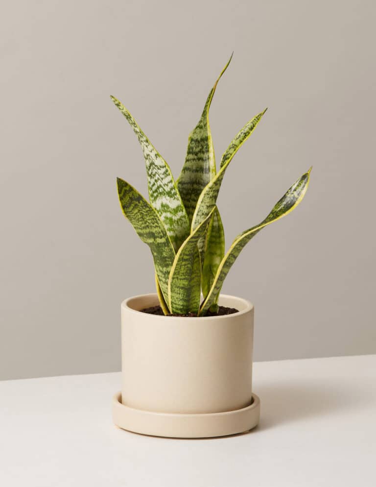 snake plant