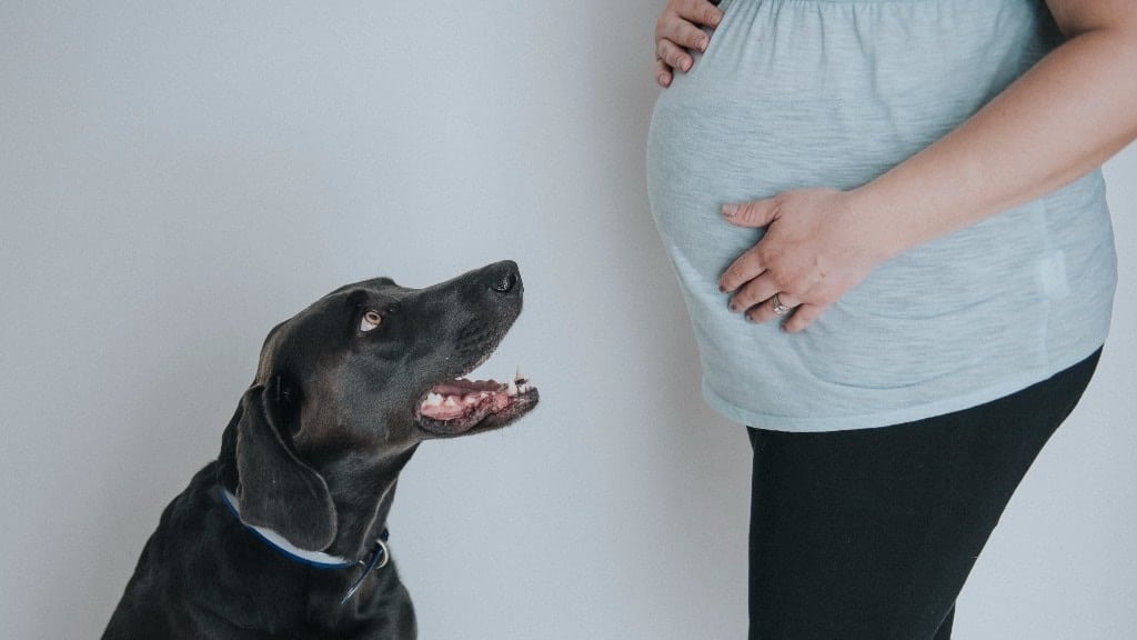 Crazy Dog Tshirts Maternity Waiting For Player Funny Pregnancy