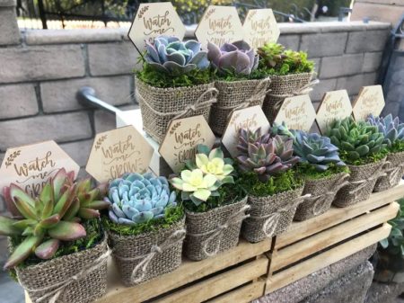 AlpenglowJungle Potted Succulents