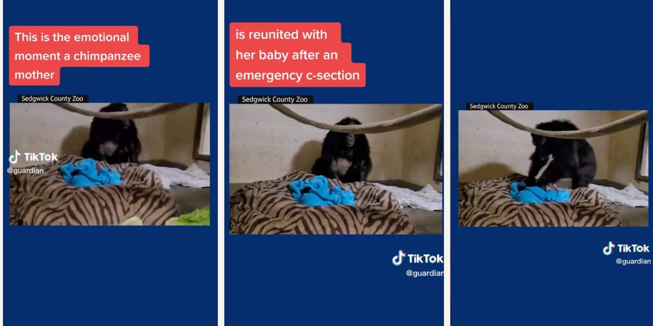 Viral TikTok Shows Mama Chimpanzee Seeing Her Baby For The First Time