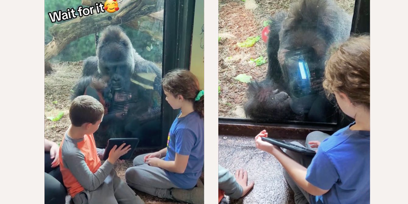 Video Of Gorilla Watching Ipad At Louisville Zoo Goes Viral - Motherly