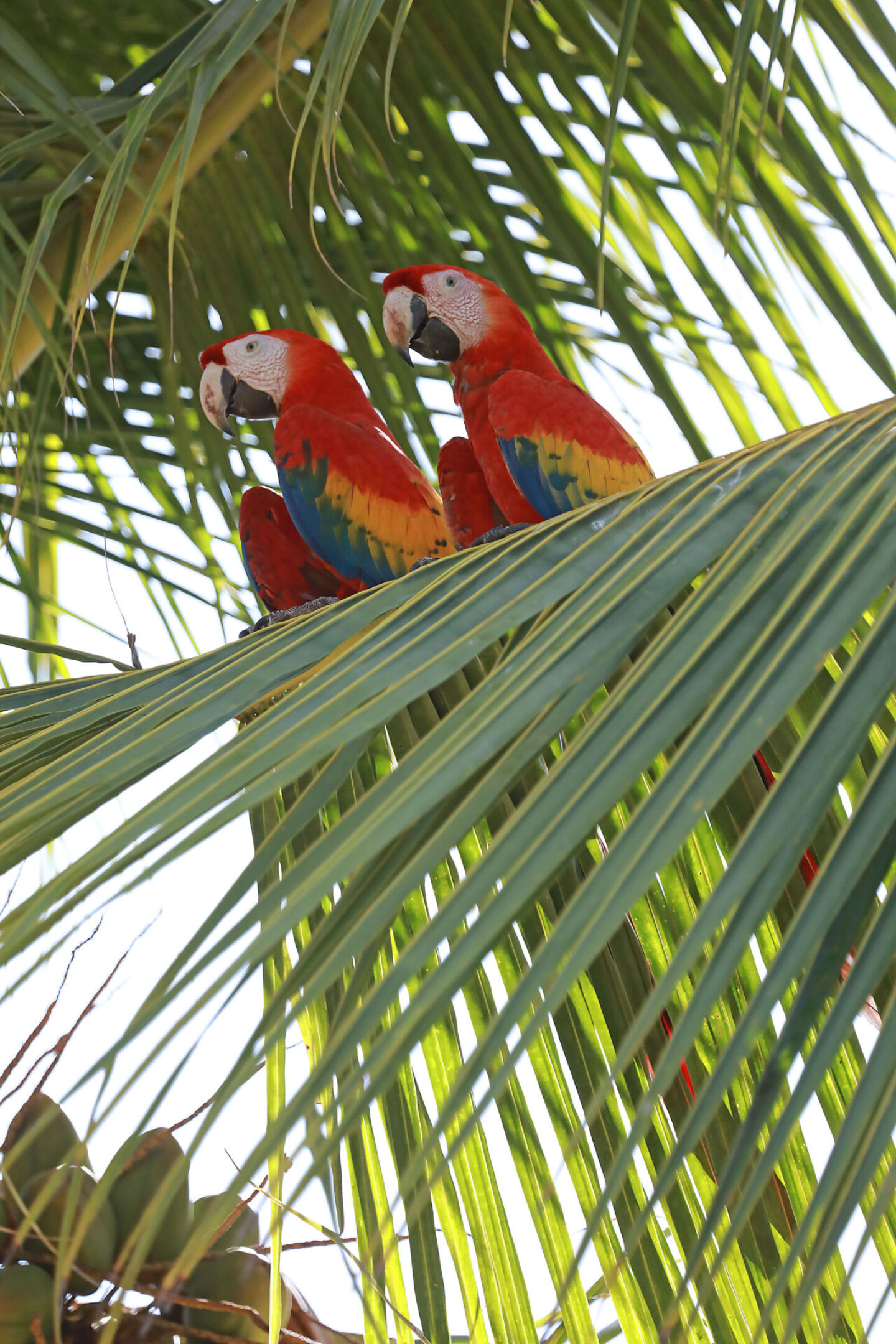 Macaws at Punta Islita, Autograph Collection