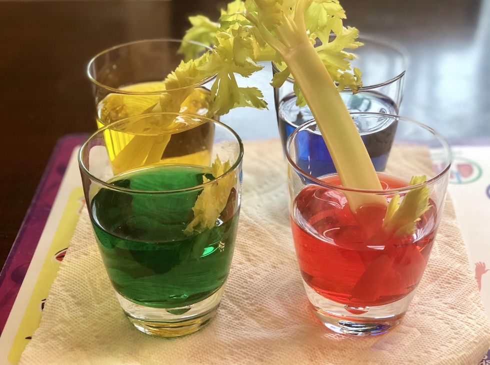 coloring celery science experiment